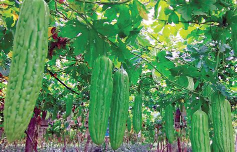 Buah naga adalah buah yang kaya akan mineral dan vitamin c. DUNIA SAINS FIZIK (CIKGUSAM): Sistem sokongan tumbuhan ...