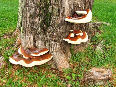 What Is The Fungus That Grows On Trees The Tilth