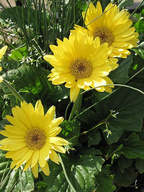 Find the perfect gerbera daisy stock photos and editorial news pictures from getty images. Festival Yellow Gerbera Daisy (Gerbera jamesonii 'Festival ...