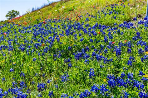 Various Texas Wildflowers In A Texas Pasture At Sunset Stock Image