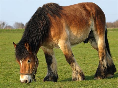 A Full List Of Draft Horse Breeds Thats Too Good To Ignore Draft