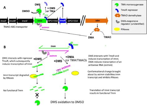 Proposed Model Of Transcriptional And Post Transcriptional Regulation