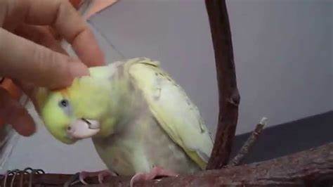 Николи ричи диета