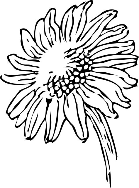 Black And White Sunflower Clipart Sunflower Clipart Black And White