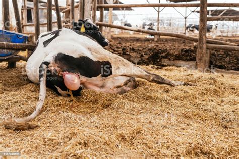 Cow Giving Birth In A Stable Stock Photo Download Image Now Abdomen