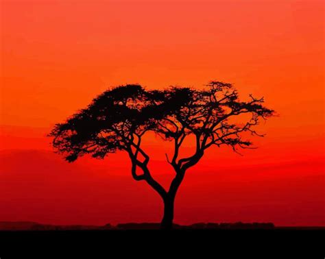 Acacia Tree Silhouette At Sunset Paint By Numbers Canvas Paint By Numbers