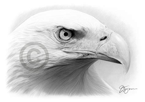 Bald Eagle Pencil Drawing Art Print A4 A3 Signed By Uk Artist Bird