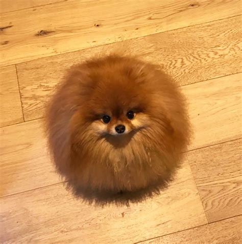 Beautiful pomeranian puppies males and females available fully vaccinated wormed and fleet and michael chipped ready to leave for their forever homes puppies. Did You Know That Pomeranians Melt In Water? This Owner ...