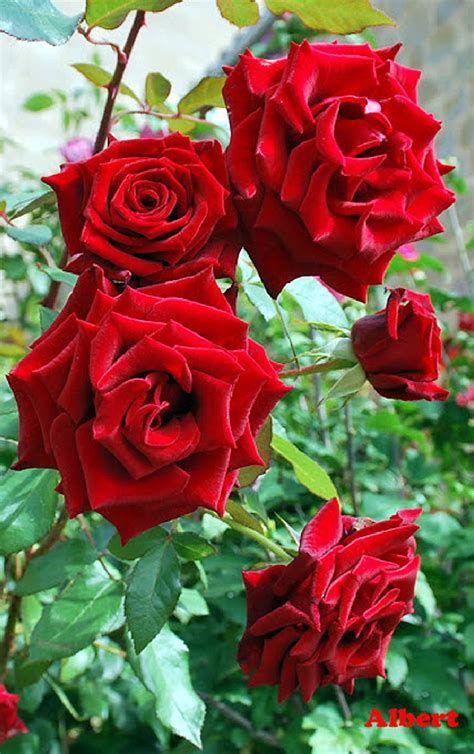 Imagenes De Rosas Hermosas De Diferentes Colores