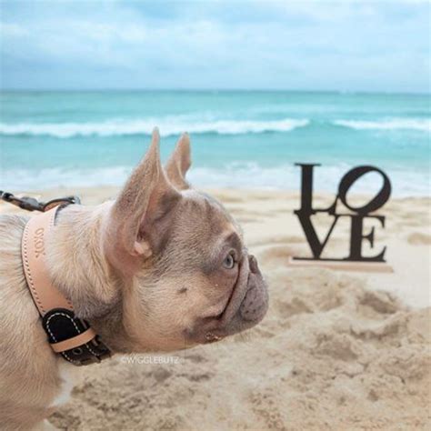 Specializing in breeding french bulldog puppies of the rarest and distinct colors, our dogs are carefully selected from the strongest, healthiest champion bloodlines. Lilac Fawn French Bulldog stud named Chrome. Love a ...