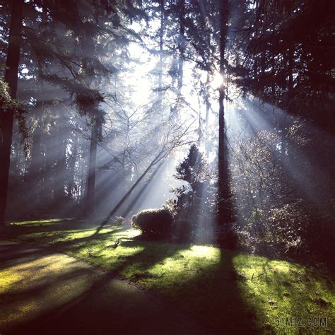 森林中阳光直射图片免费下载 觅知网