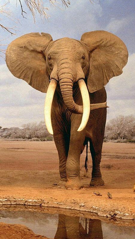 Pin By Bipin Makwana On Animal Animals Animals Wild Elephants Photos