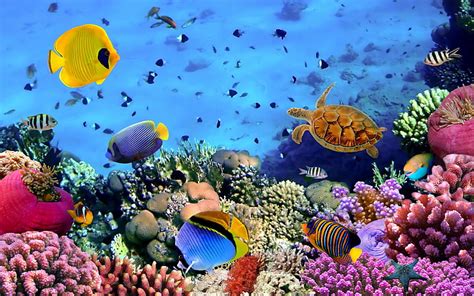 Hd Wallpaper Fish Corals Turtle Beautiful Underwater Wallpaper Hd