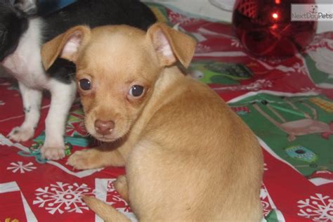 Luie Chihuahua Puppy For Sale Near Dallas Fort Worth Texas