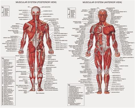 Musculos Do Corpo Humano Desenho MODISEDU