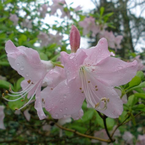 Schlippenbachii Deciduous Azalea Buy Rhododendron Schlippenbachii