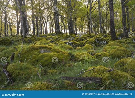 Stones Covered With Moss In Vibrant Green Forest Stock Image Image Of
