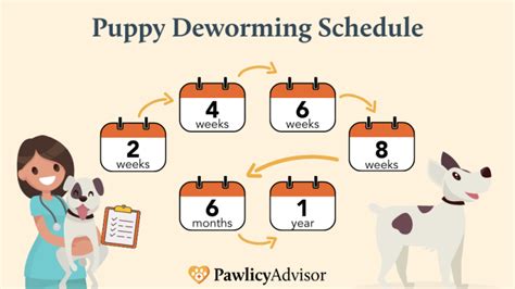 Puppy Deworming Schedule Everything You Need To Know Pawlicy Advisor