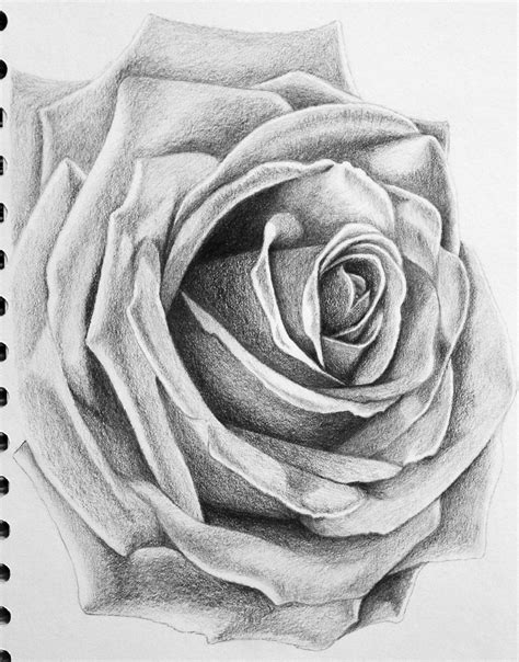 Roses In Black And White Drawing