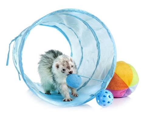 What Kind Of Toys Do Ferrets Like To Play With Best Toys For Pet