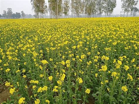 Approval To Gm Mustard Pays Way For Transformation Of Indian Agriculture
