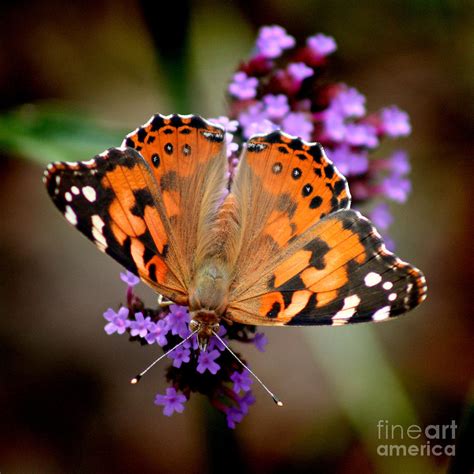 American Painted Lady Butterfly Square Photograph By Karen Adams Fine