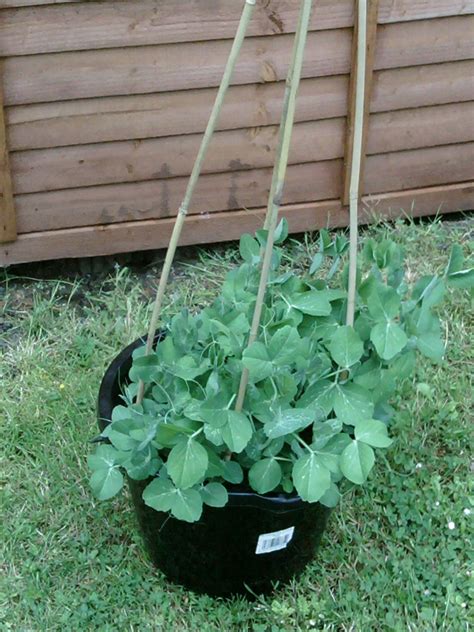How To Grow Green Peas In A Pot News Bubblews Veggie Garden