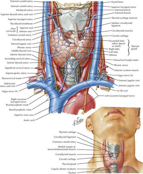 Anatomy Of Glands In Neck