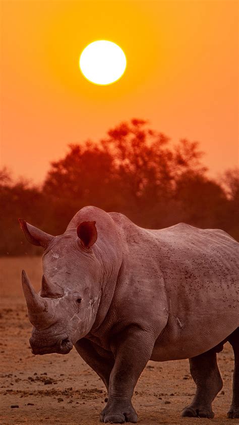 Rhino With Background Of Trees And Sunset 4k Hd Animals Wallpapers Hd