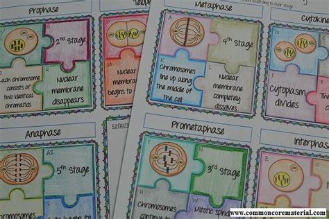 The process of cell division by meiosis to produce haploid gamete cells. Mitosis Puzzle Activity | Teaching biology, Mitosis activity