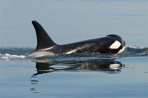 Plight Of Endangered Killer Whales Evokes Mixed Emotions Wild Orca