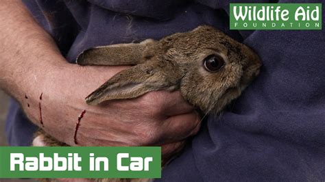 scared bunny rabbit trapped in car engine for hours youtube
