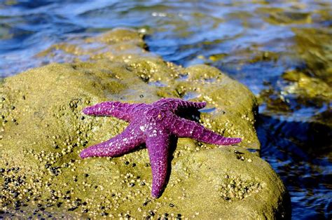Purple Starfish Photograph By John Greaves