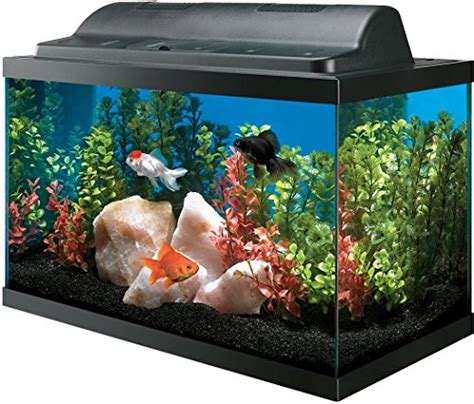 Best 10 Gallon Fish Tank Setup Reviewed