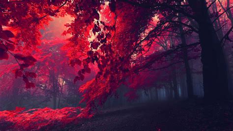 1920x1080 Forest Trees Red Wallpaper  531 Kb Coolwallpapersme