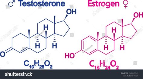 Humain Sex Hormones Molecular Formula Estrogen Stock Vector Royalty