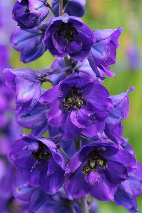 It is drought tolerant (meaning it will. 14 Great Landscape Plants With Purple Flowers | Deer ...