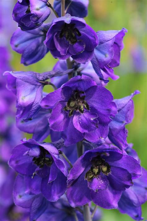 We did not find results for: 14 Great Landscape Plants With Purple Flowers | Deer ...