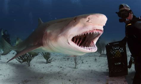 Are Lemon Sharks Dangerous Or Aggressive A Z Animals