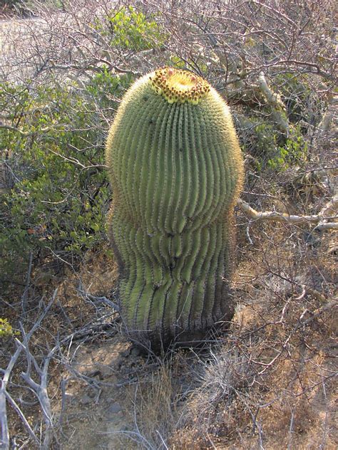 There are around 2000 different species of cactus that besides storing of water, stem plays role in the process of photosynthesis (production of food by using the sunlight and carbon dioxide). Gulf of California Photos: Isla Santa Catalina
