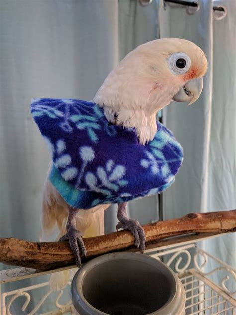 Parrot Clothes For Birds That Pluck Etsy