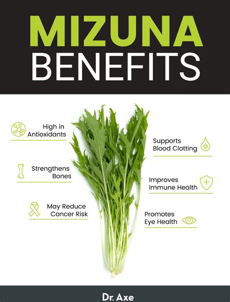 Mizuna Benefits Nutrition Uses Recipes And How To Grow Dr Axe