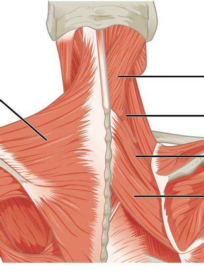 Posterior Neck Muscles Superficial Diagram Quizlet