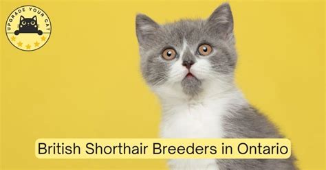 British Shorthair Breeders Ontario Kittens And Cats For Sale