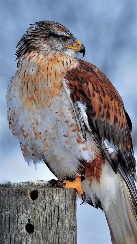 Ferruginous Hawk Winter Snow 4k Ultra Hd Mobile Wallpaper Nature Birds