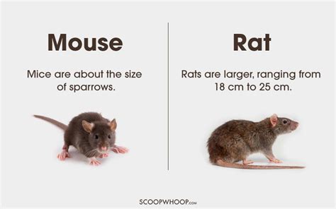 Although all of you may say that mice and rats differ from each. 16 Things Most Of Us Think Are The Same But Actually Aren't