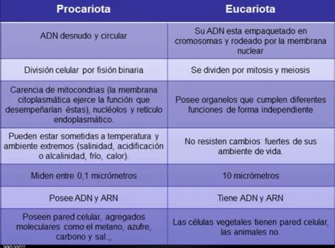 Bi Logia Diferencia Entre C Lula Eucariota Y Procariota