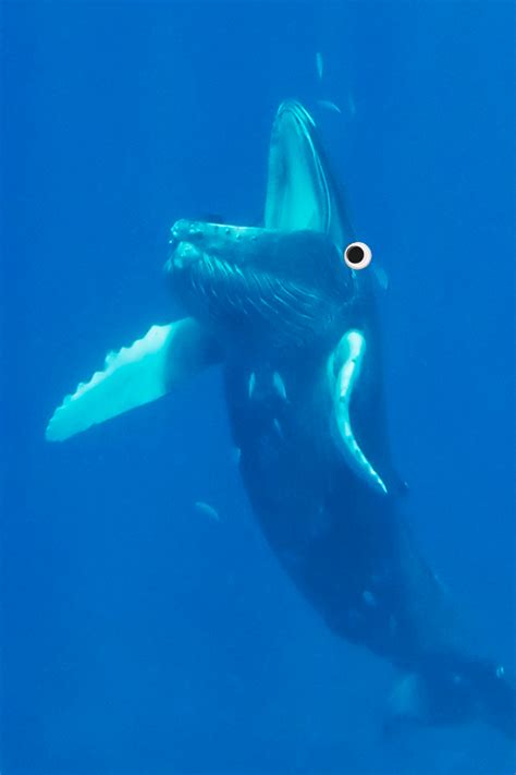 We did not find results for: This is what a whale looks like with its mouth open.(x post pic) : thalassophobia