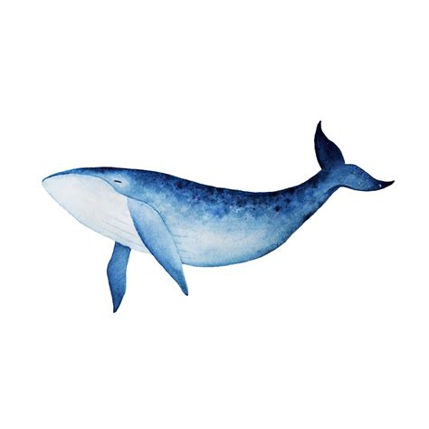 Whale Illustration 50x70 Watercolor Whale Watercolor Paintings