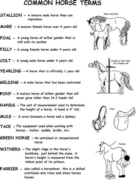 Common Horse Terms 2 Hand Out Traininghorsestricks Horse Care